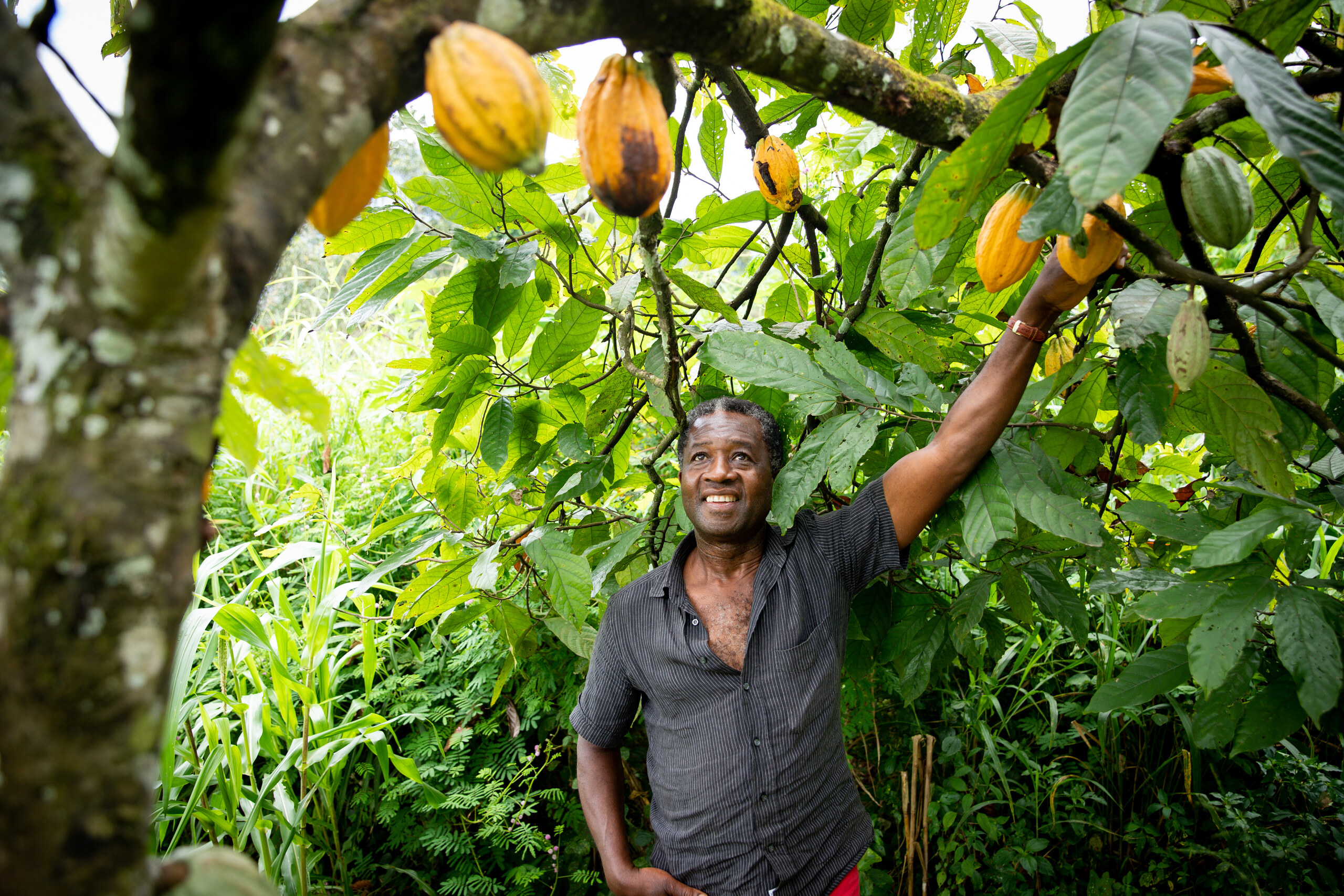 A cocoa farmer tending ripe pods in a plantation