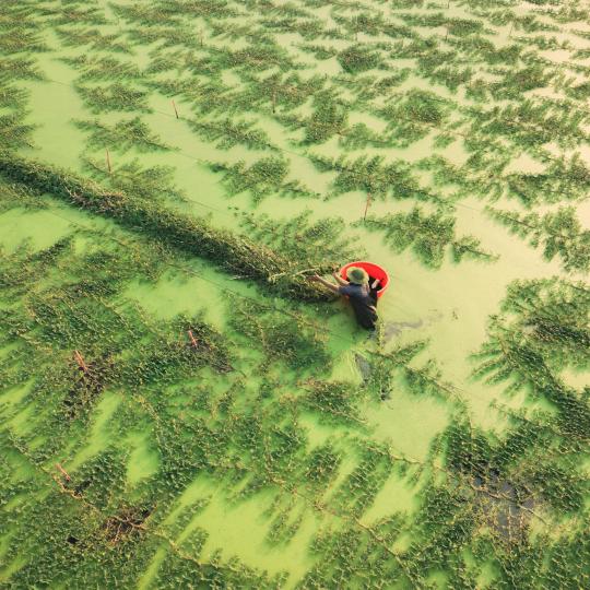 Farmer Working on Rice Field