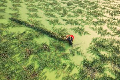 Farmer Working on Rice Field