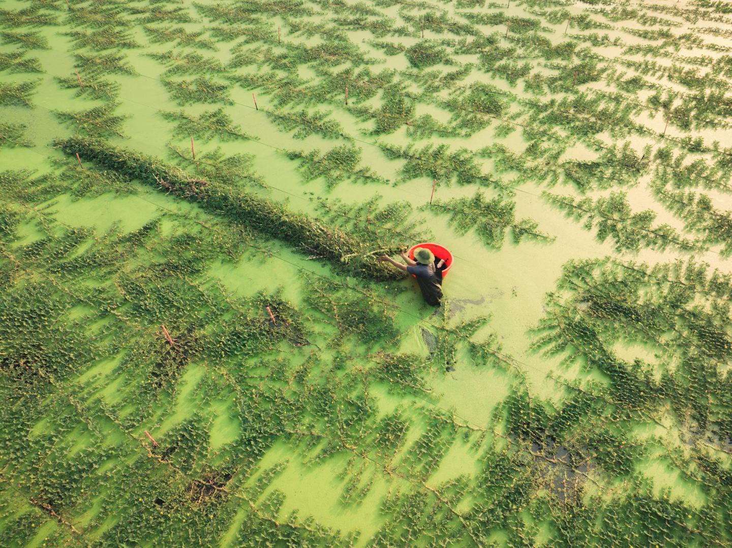 Farmer Working on Rice Field