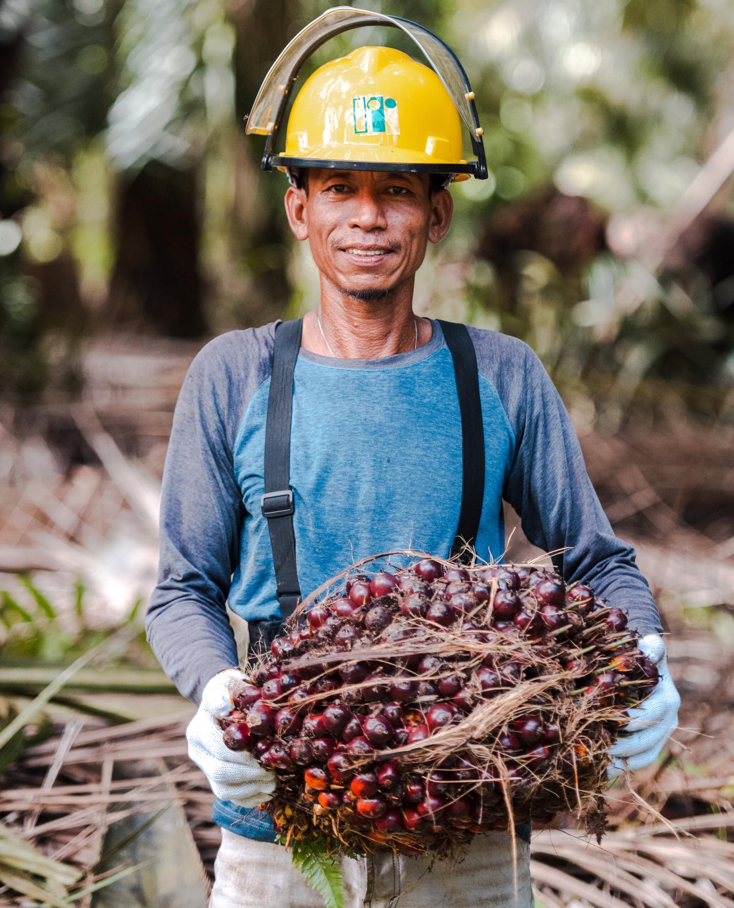 A palm-oil worker in a yellow safety helmet holding a freshly harvested bunch of fruit