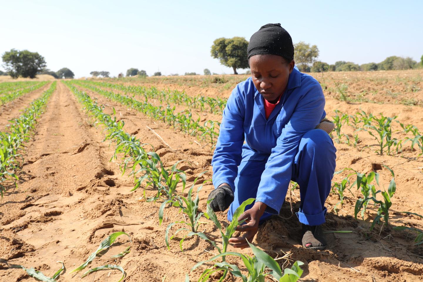 A woman tending maize plants in a field in Namibia