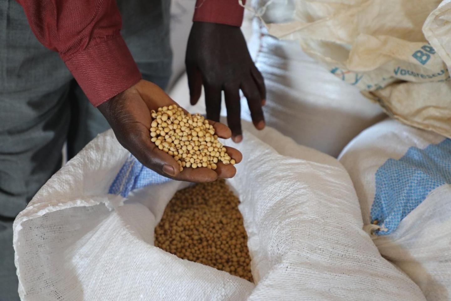 A person's hand holding soyabeans